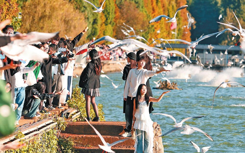 人鸥共乐杉水间