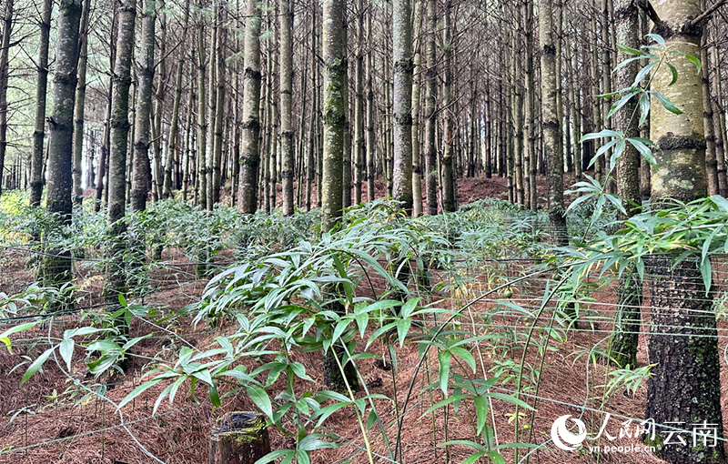 劝森林资源丰富,图为林下滇黄精。人民网 曾智慧.