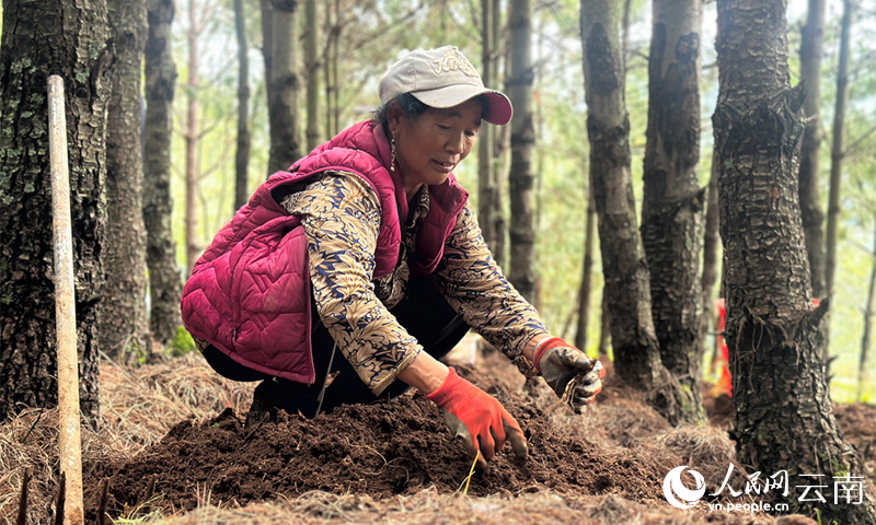克梯村村民朱海萍正在采收林下西洋参。人民网 曾智慧摄