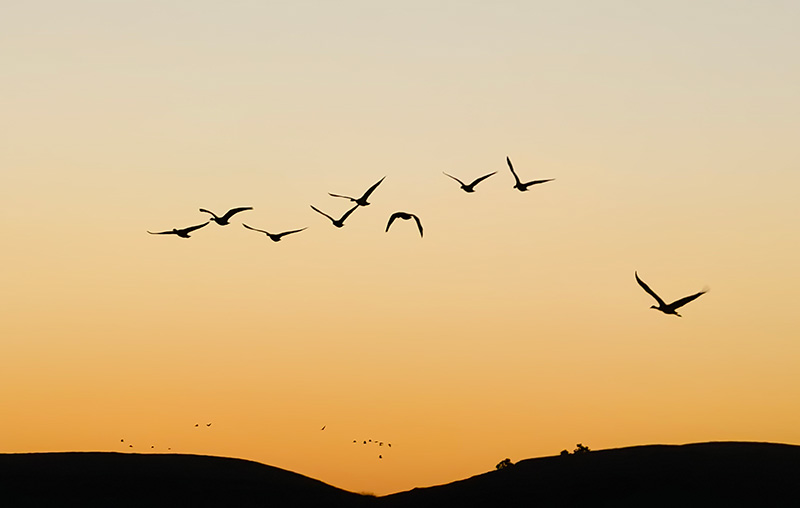 黑颈鹤在天空自由翱翔。