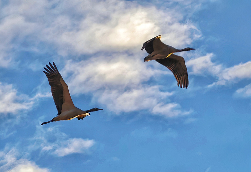 黑颈鹤在天空自由翱翔。