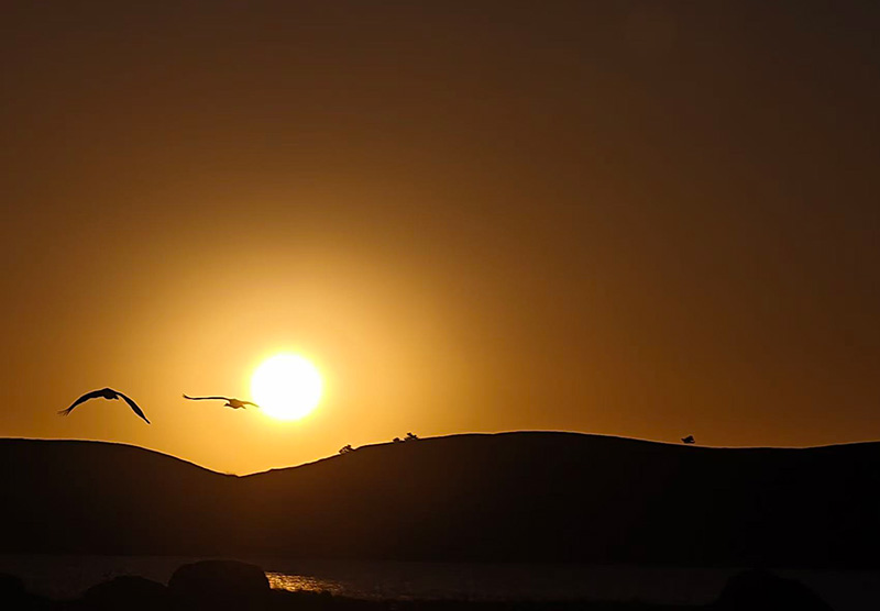 黑颈鹤在天空自由翱翔。