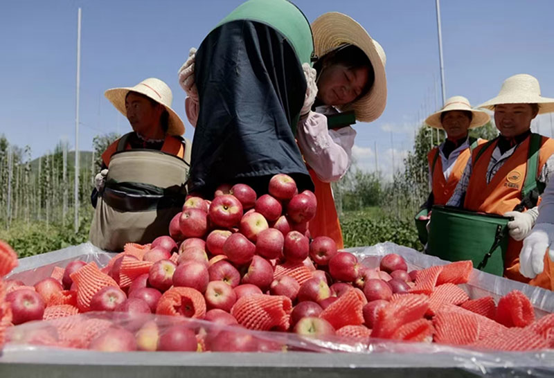 老君山镇的苹果大丰收。剑川县委宣传部供图