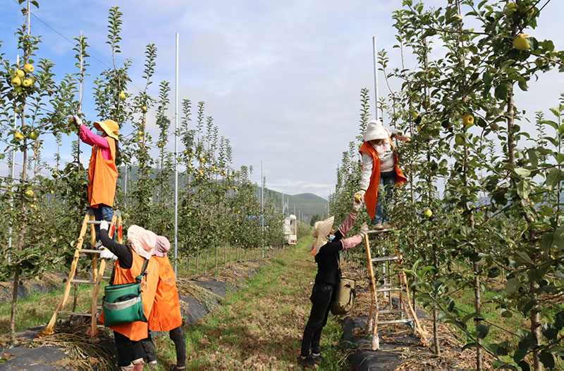 2务工农户正在苹果产业园里采摘苹果。剑川县委宣传部供图