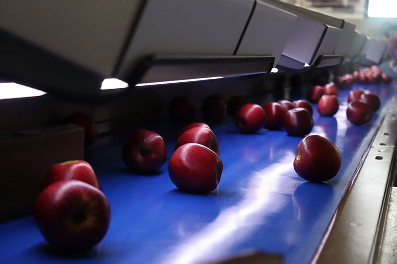3老君山镇产的苹果正在分拣中。剑川县委宣传部供图