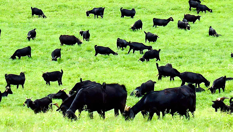 农户放养的黑山羊。