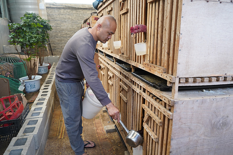 王海维在喂鸡。何啸摄