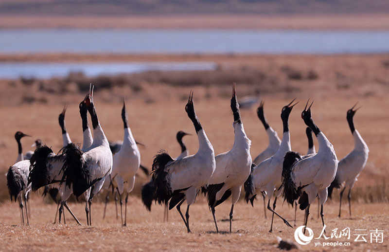 國家一級重點保護野生動物黑頸鶴。趙連杰攝