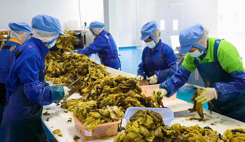 工人们切酸菜。