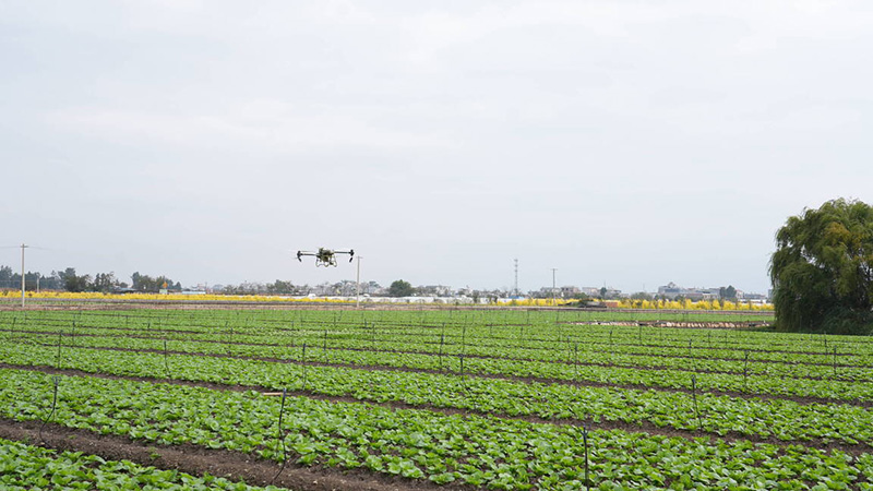 无人机为蔬菜精准施肥。