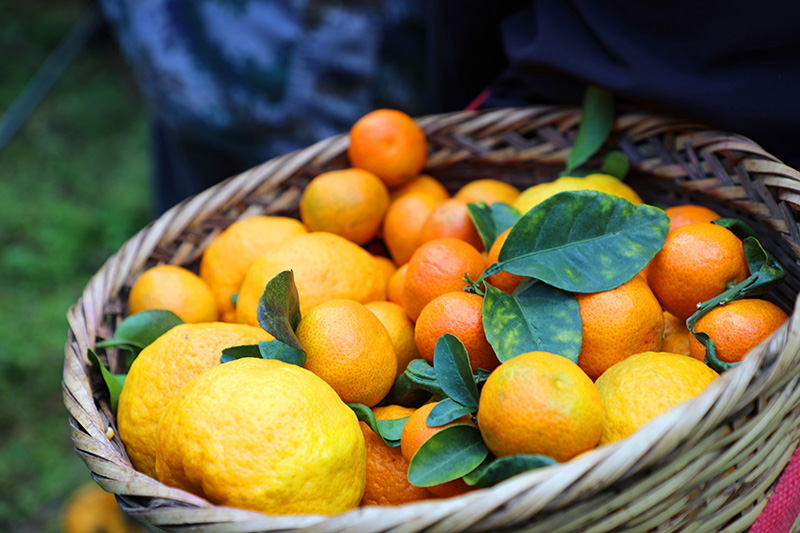 农户采摘的柑橘。景东县融媒体中心供图
