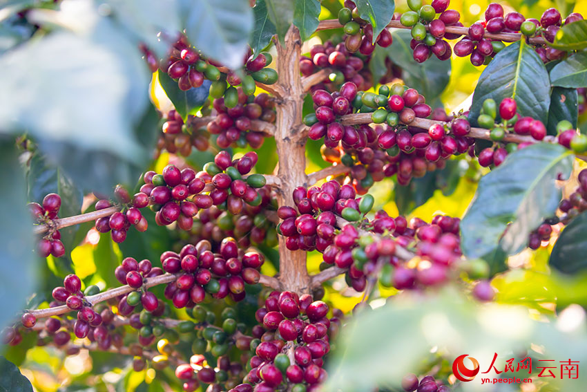 红彤彤的咖啡果（资料图）。人民网记者 虎遵会摄