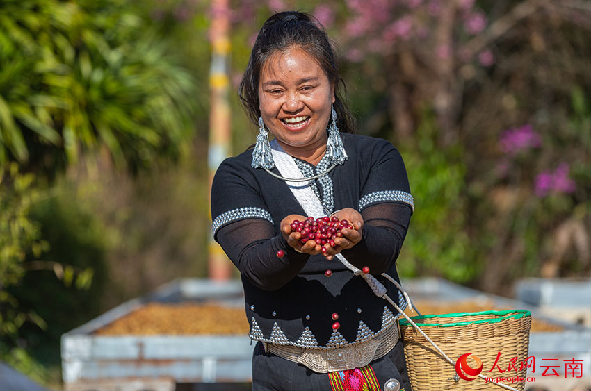咖農豐收的喜悅（資料圖）。人民網記者 虎遵會攝
