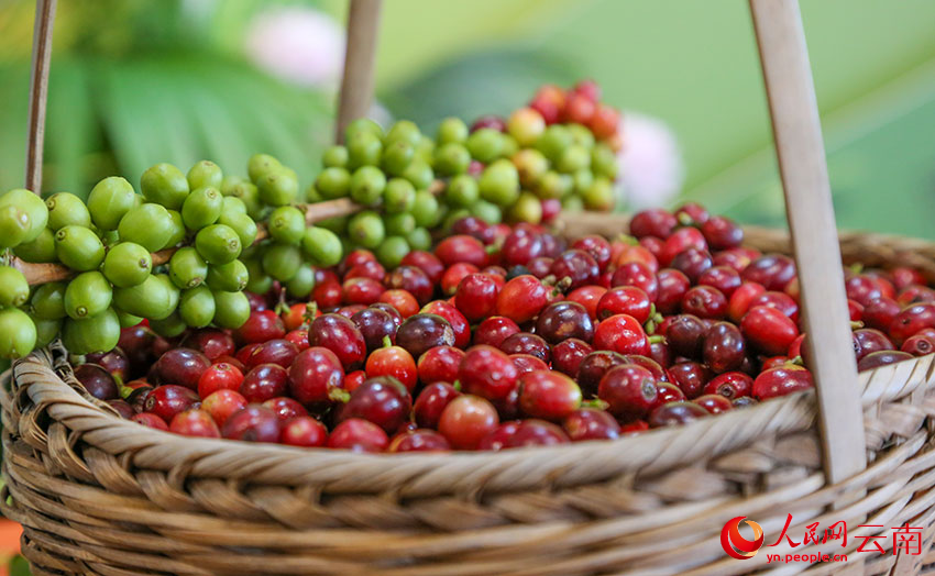 紅彤彤的咖啡果(資料圖)。人民網記者 虎遵會攝