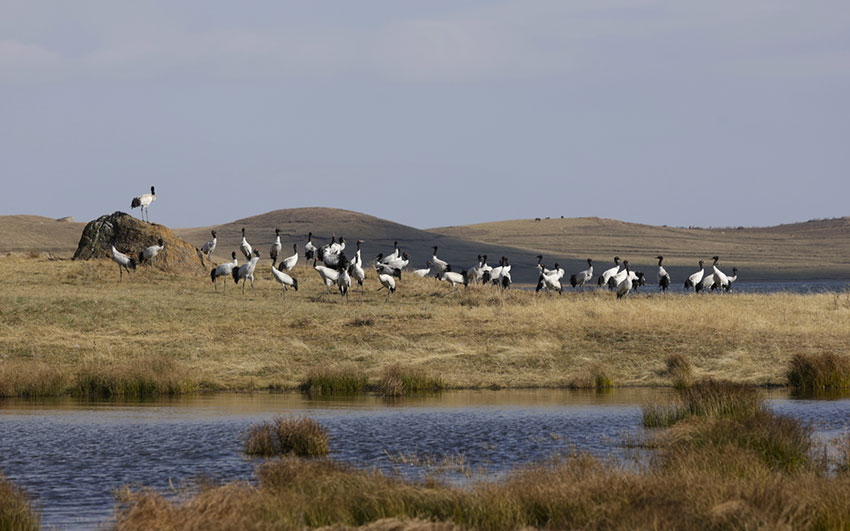 昭通大山包黑颈鹤国家级自然保护区内的黑颈鹤。昭阳区融媒体中心供图