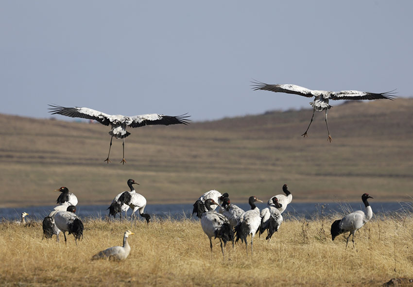 黑頸鶴翩翩起舞。昭陽區融媒體中心供圖