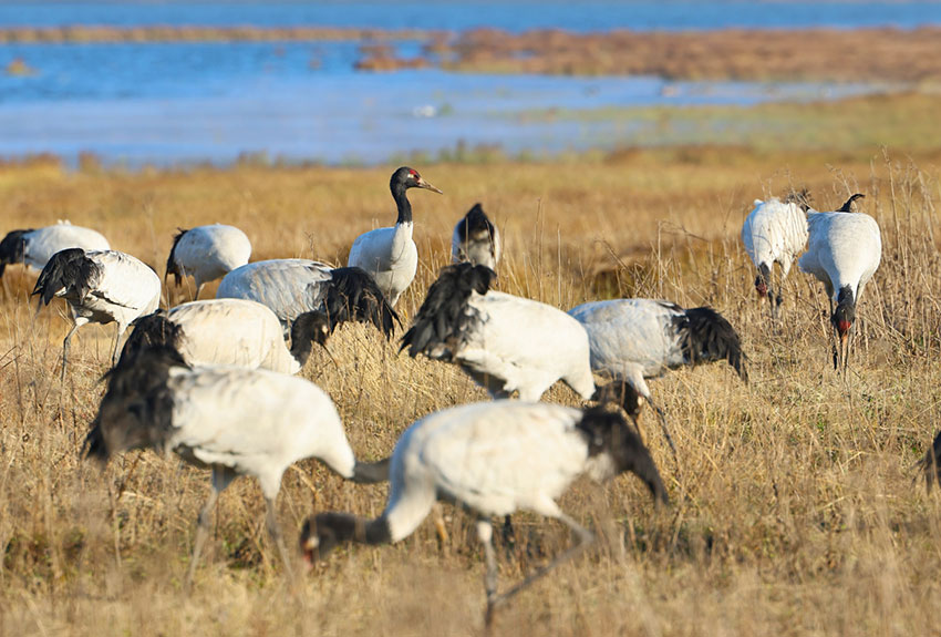 黑頸鶴悠閑地覓食。昭陽區融媒體中心供圖