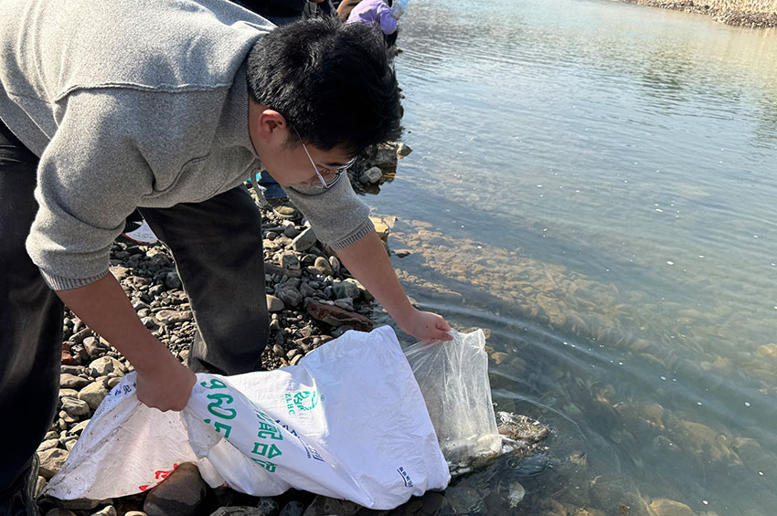 鱼苗投放现场。