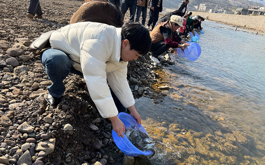 鱼苗投放现场。