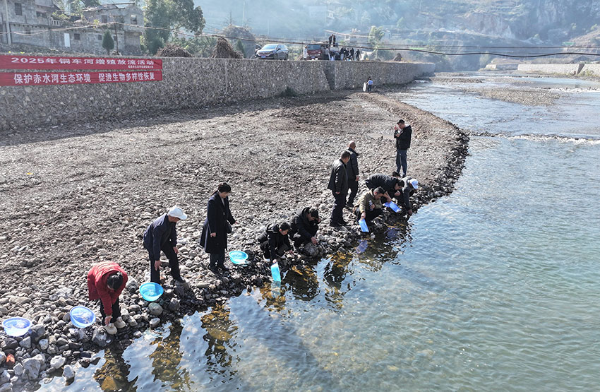 鱼苗投放现场。