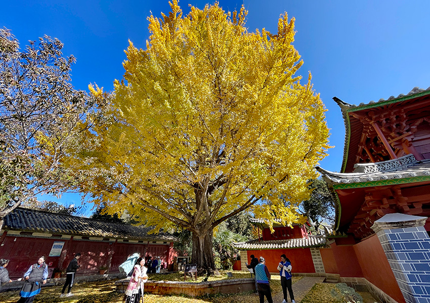 云南丽江古银杏迎最佳观赏期。