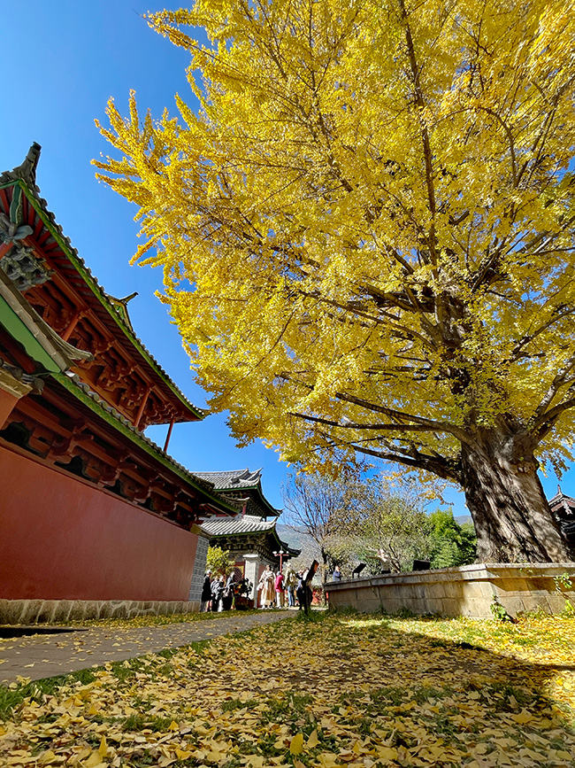 云南丽江古银杏迎最佳观赏期。