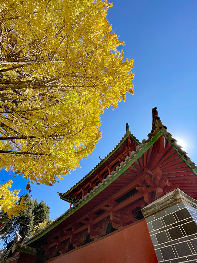 金黄的叶片与朱红的庙宇相互映衬。