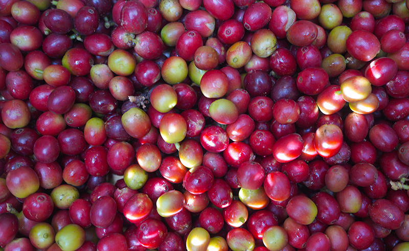 咖啡鮮果。吳元皓攝