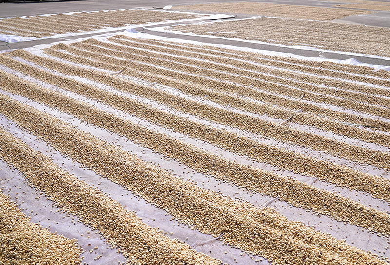 晾晒咖啡生豆。吳元皓攝