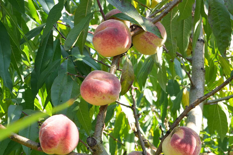 紅彤彤的冬桃綴滿枝頭。