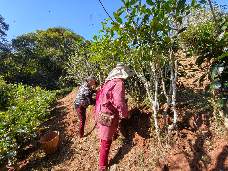 村民在茶地里挖滇黄精。俞泽龙摄