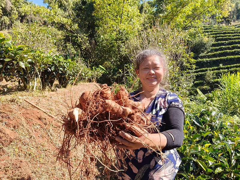 村民展示刚挖起来的滇黄精。俞泽龙摄