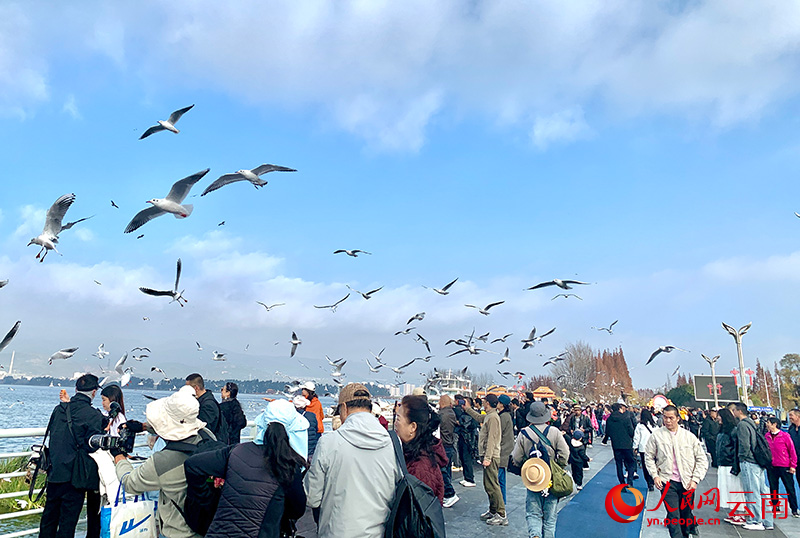 市民游客正在昆明海埂大壩觀鷗。人民網-王嫻攝