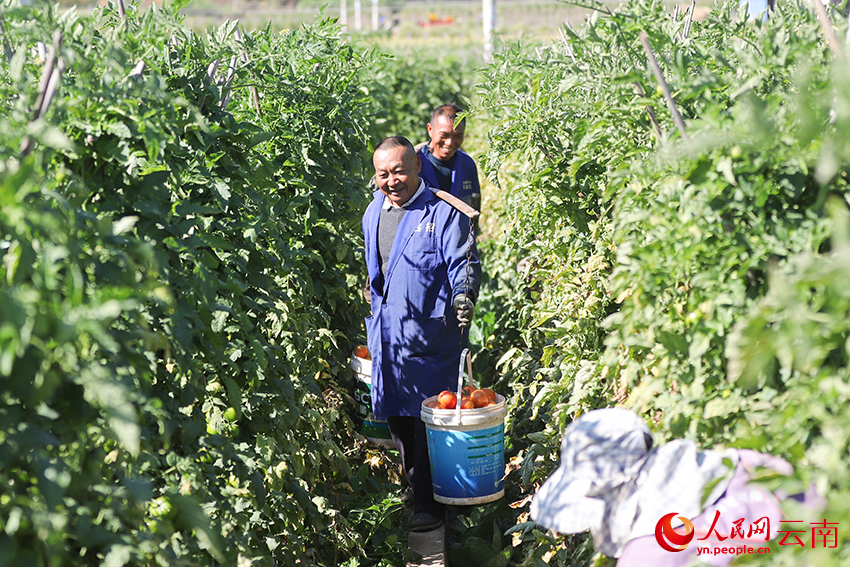 群众将采摘的番茄运出田间。人民网记者 李发兴摄
