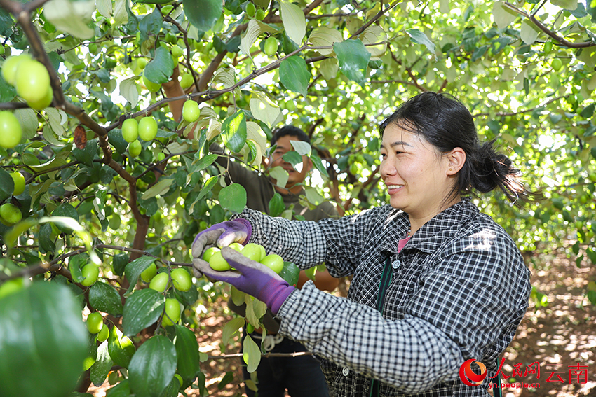 群众采摘青枣。人民网记者 李发兴摄