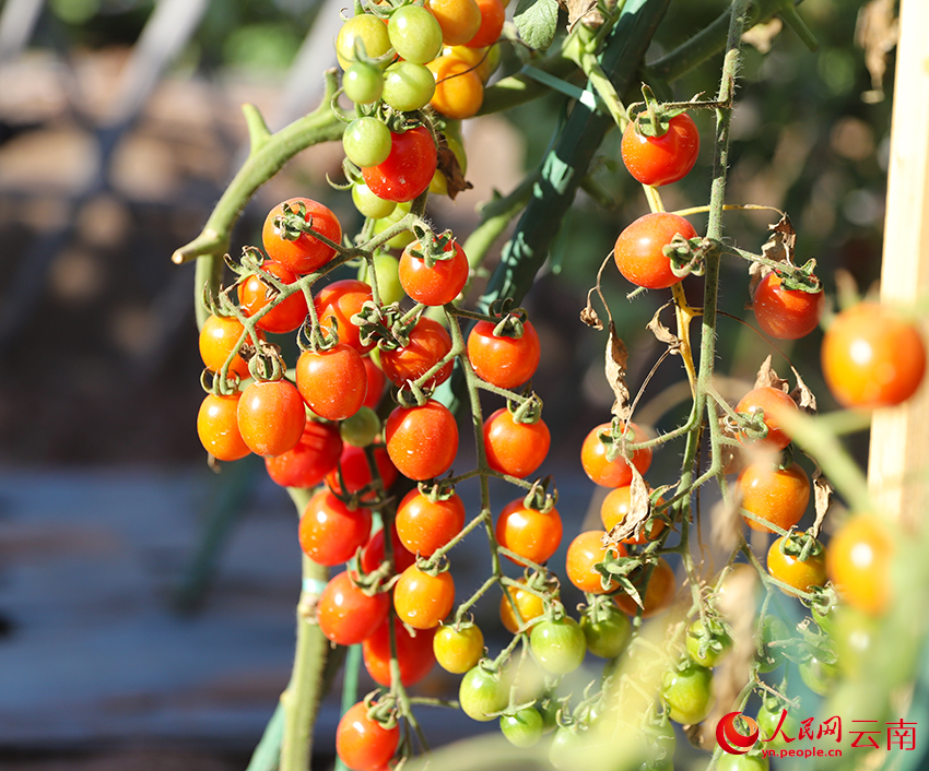 待采摘的小番茄。人民网记者 李发兴摄