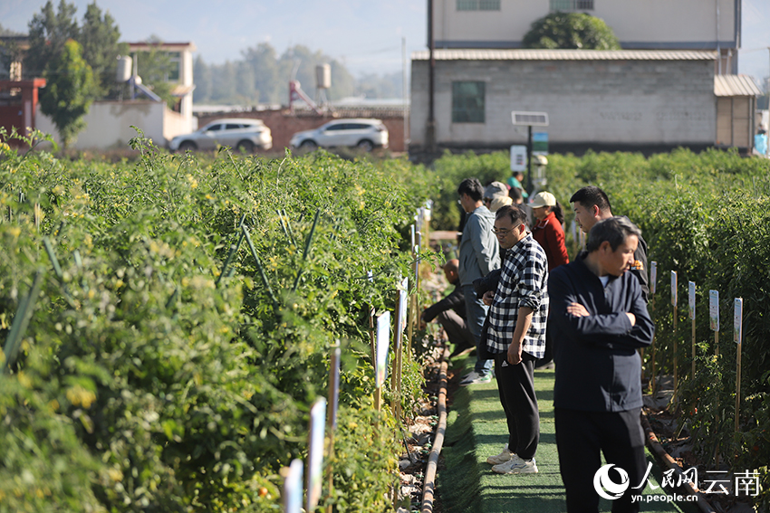 参会人员在参观地展，了解不同番茄品种的情况。人民网记者李发兴摄