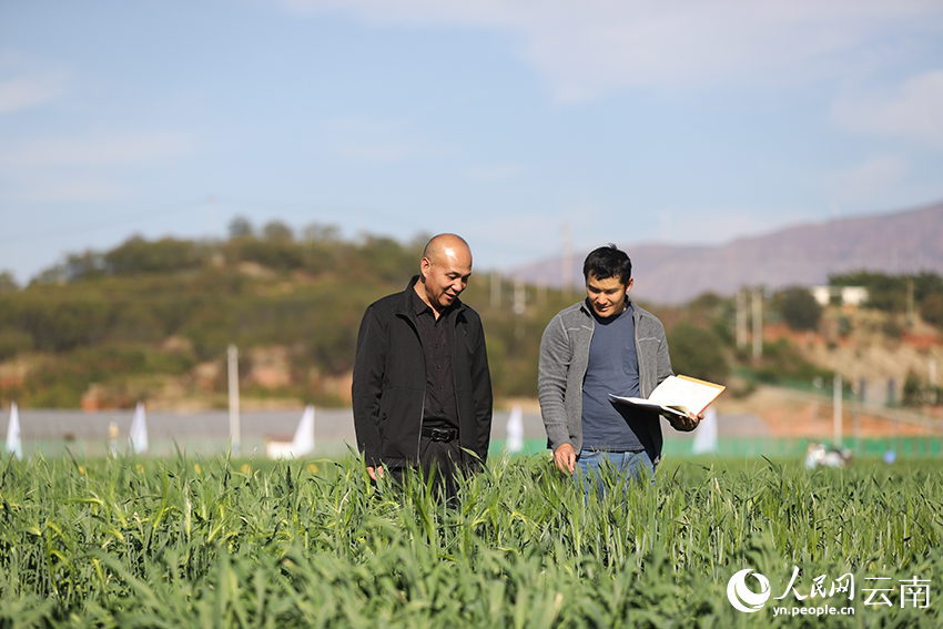 降志兵（右）和基地工作人员查看青稞田间生长情况。人民网记者李发兴摄