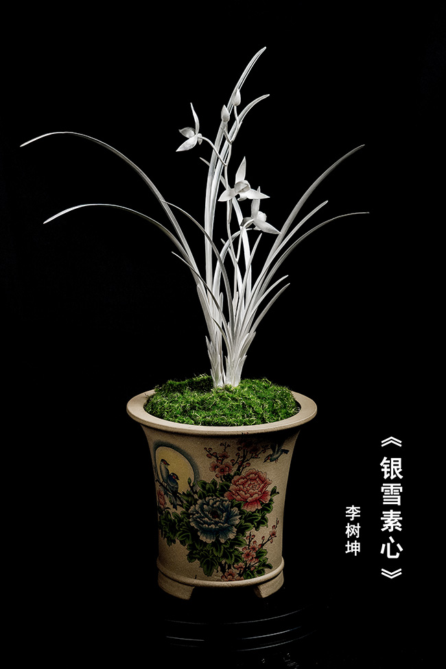 《银雪素心》。李国伟摄