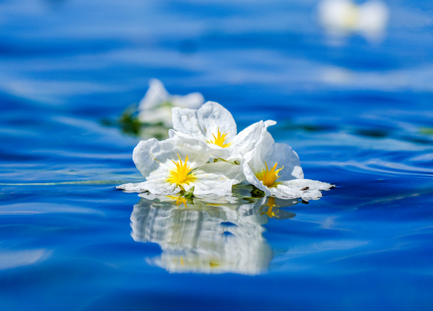 洱海湖面的海菜花。