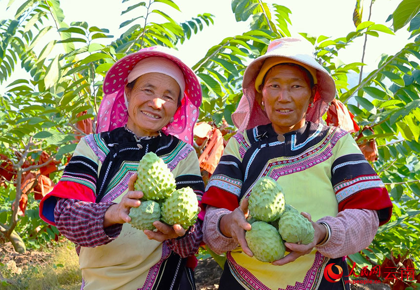 工人手捧新鮮採摘的釋迦果。羅桂雲攝