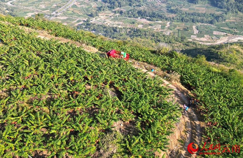 干熱河谷山坡上的釋迦果園。毛敬華攝