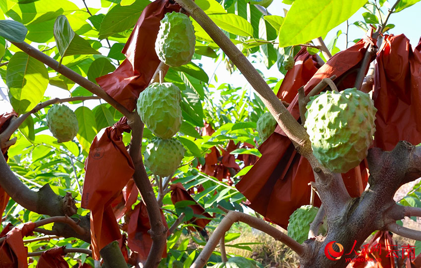 成熟的釋迦果挂滿枝頭。羅桂雲攝