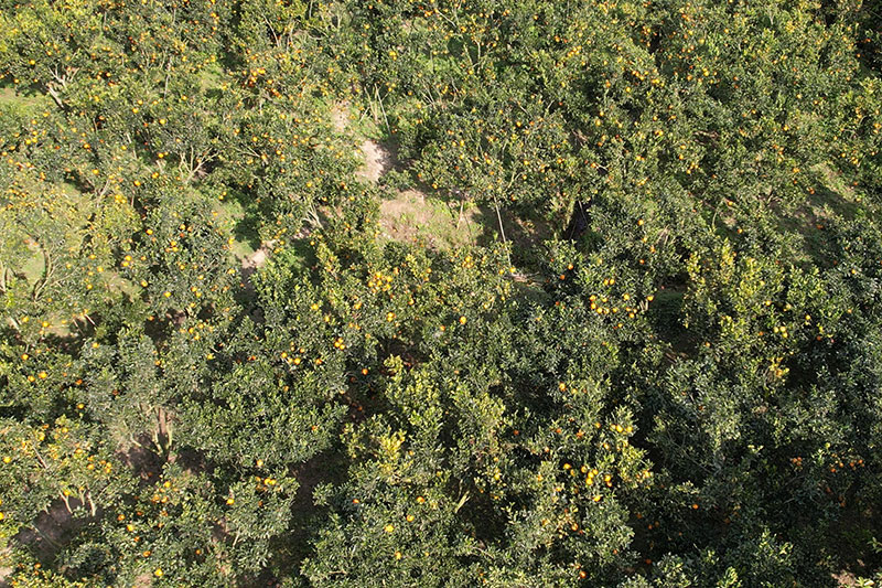 勐海县勐混镇曼扫村委会曼贺村小组柑橘种植地航拍