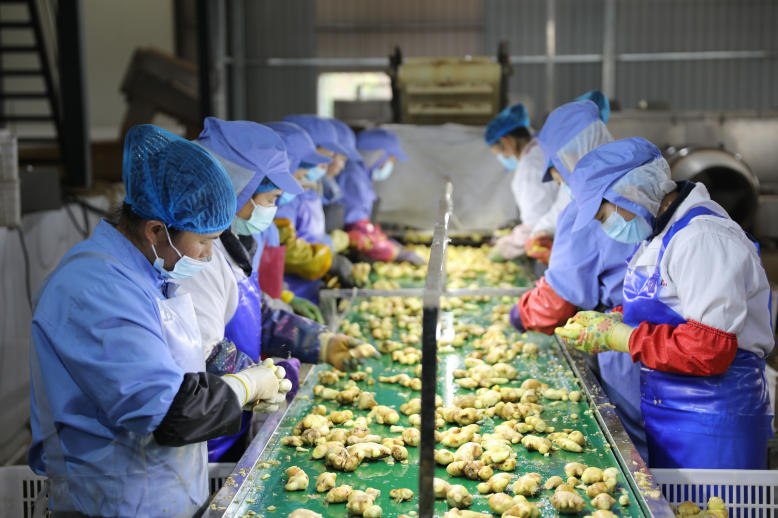 工人分揀小黃姜。