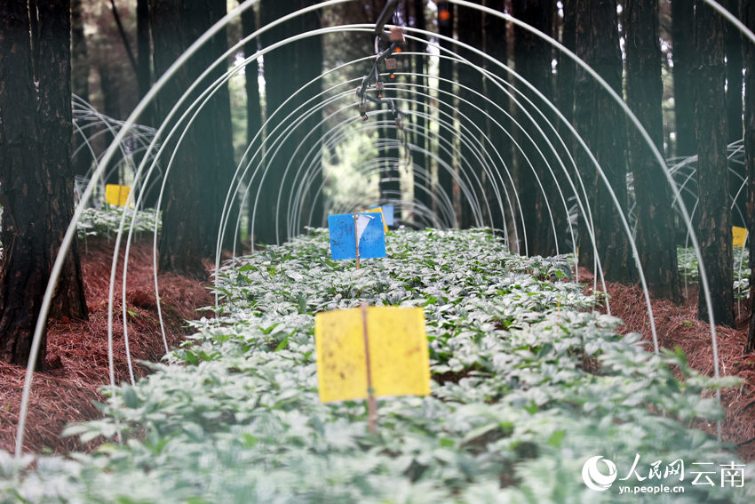 文山州林下三七種植基地。人民網記者-徐前攝