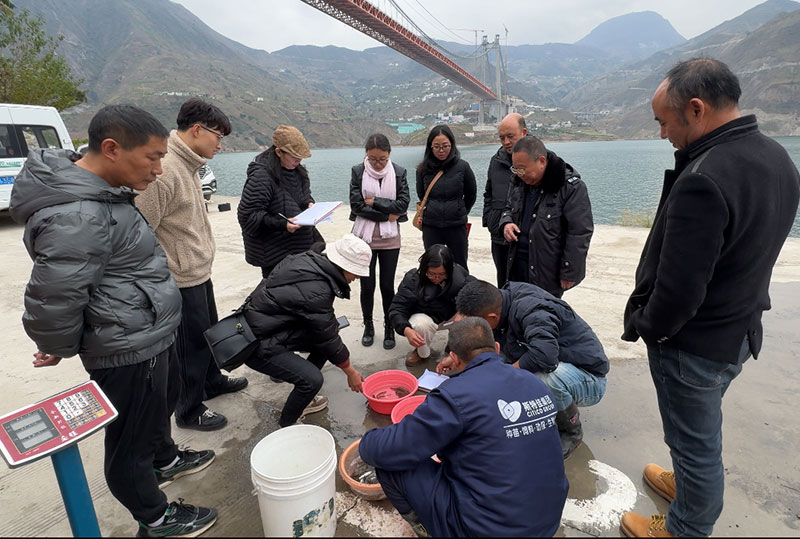 工作人员正在进行现场抽样验收鱼苗-2025年12月15日摄