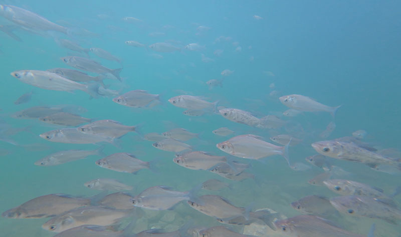 投放后的鱼苗在金沙江中摆尾游动-2025年12月15日摄