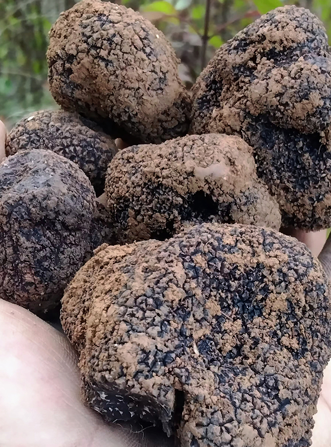 刚挖出土的松露。何季泽摄