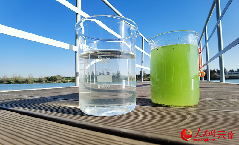 右为滇池中取出的富藻水，左为经过处理后的尾水。人民网记者-虎遵会摄